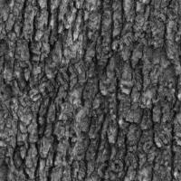 seamless tree bark wood bump 0001